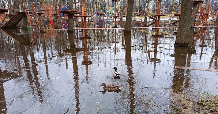 Дикие утки облюбовали лужу в Юбилейном парке