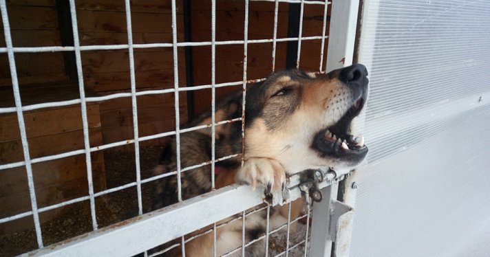 В Ярославле засудили владельцев пса, напавшего на ребёнка