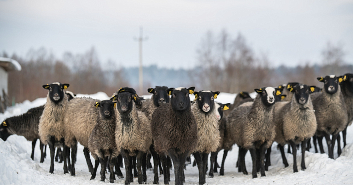 Возрождение русской деревни: в России поддержат предприятия, занимающиеся переработкой овечьей шерсти