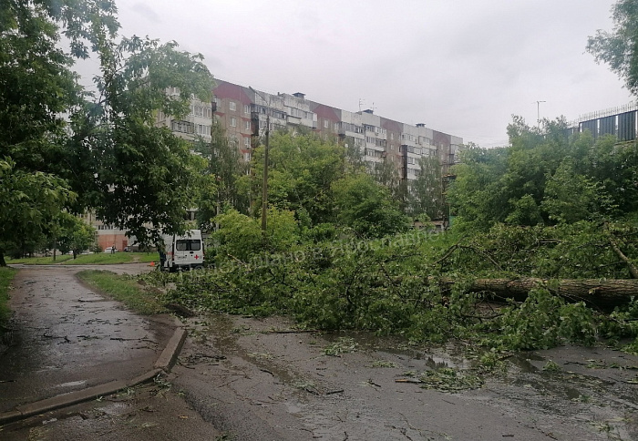 В Ярославле упавшее дерево из-за сильного ветра дерево парализовало движение трамваев