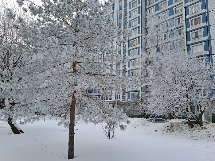 Солнце, туман, изморозь и гало: десять фотографий утренней зимней сказки в Ярославле