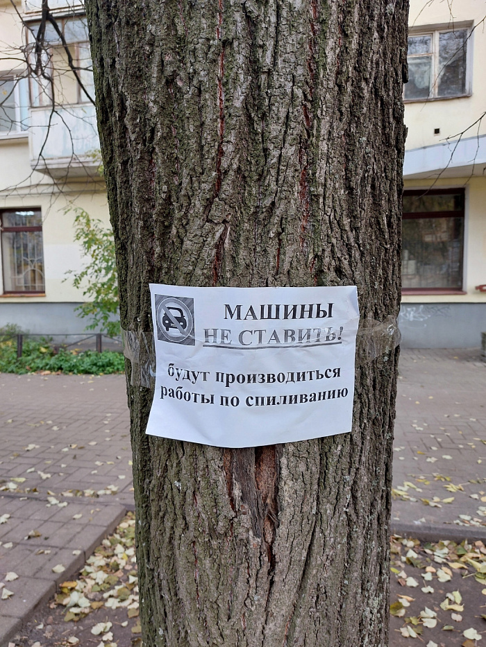В центре Ярославля у трамвайной остановки спилят деревья